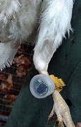 Image result for Air Tag On a Chicken