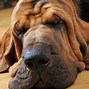 Image result for Popular Large Dog Breeds