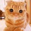 Image result for Beautiful Happy Cat