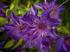 Image result for Pruning a Clematis Vine