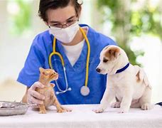 Image result for Kitten and Puppy Vet Clinic Photo