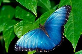 Image result for Butterflies Background Wallpaper