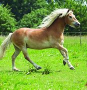 Image result for Best Breed of Horse