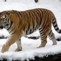 Image result for Siberian Tiger Habitat