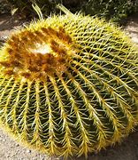 Image result for Yellow Barrel Cactus