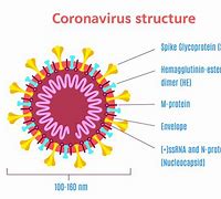 Image result for angiodynamics coronavirus