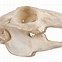 Image result for Deer Lower Jaw Bone