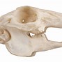 Image result for Bison Jaw Bone