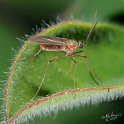Image result for cecidomyiidae