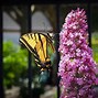 Image result for Butterfly Bush for Sale