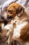 Image result for Cat Dog Cuddle