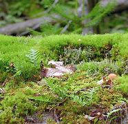 Image result for Moss Habitat