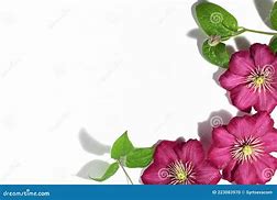 Image result for Purple Clematis Border