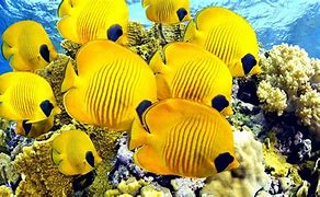 Image result for iPhone 6s Fish Wallpaper