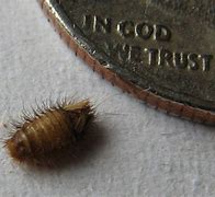 Image result for bed bugs larva identify
