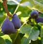 Image result for Self-Pollinating Fruit Trees