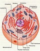 Image result for cytoplazma