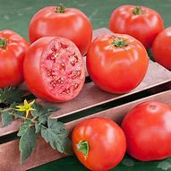 Image result for Goliath Hybrid Tomato