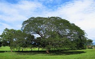 Image result for Guanacaste Baum