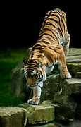 Image result for Adult Male Tiger