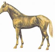 Image result for Warmblood Horse Breeds