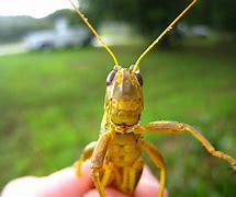 Image result for Grasshopper Identification