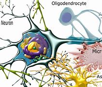 Image result for Brain Cell Structure