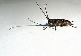 Image result for Cricket Like Bugs