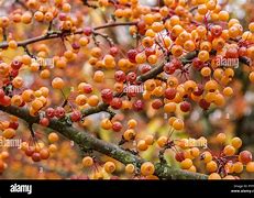 Image result for Long Crab Apple