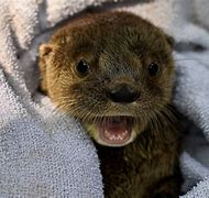 Image result for Happy Cute Otter