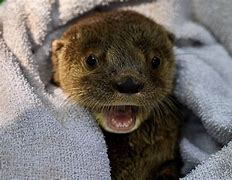 Image result for Otter Holding Baby