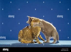 Image result for Two Cats Fighting