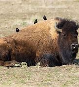 grand canyon national park animals 的图像结果