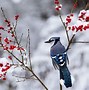 Image result for Winter Bird Photography