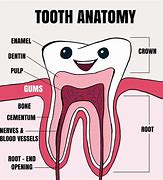 Image result for Molar ClipArt