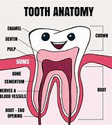 Image result for Dental Tooth Anatomy