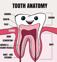 Image result for Tooth Anatomy Chart