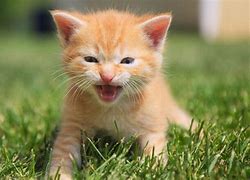 Image result for Meow Cute Cat