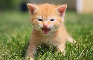 Image result for White Pink Cat Meowing