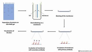 Image result for Western Blot Troubleshooting