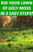 Image result for Ridding Lawn of Moss
