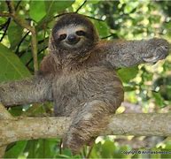 Image result for Sloth Appearance
