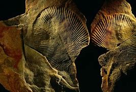 Image result for Oldest Animal Fossil