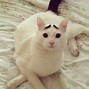 Image result for Cat with Eyebrows Meme Toilet