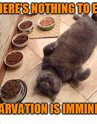 Image result for Starving Cat Meme
