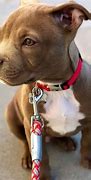 Image result for Teacup Pitbull Puppies