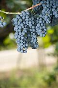 Image result for Hanging Grapes
