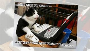 Image result for Funny Cats at Work Memes 2019