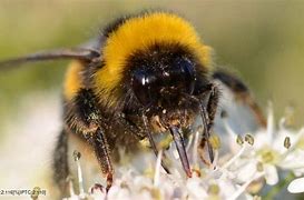Image result for Curled Up Bumblebee
