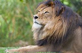 Image result for Adelaide Zoo Animals